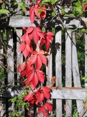 Wilder Wein, Parthenocissus quinquefolium