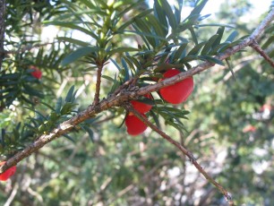 Eibe, Taxus baccata