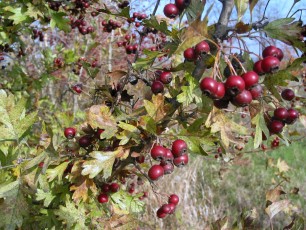 Weißdorn, Crataegus sp.