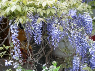 Blauregen, Glyzinie, Wistera sinensis