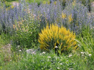 Schwarzer Geißklee, Cytisus nigricans