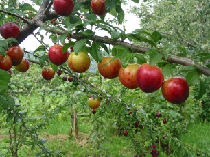 Kirschpflaume, Prunus cerasifera
