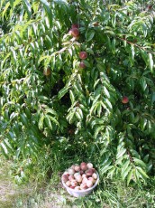 Weinbergpfirsich, Prunus persica