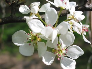Birnbaum, Pyrus communis
