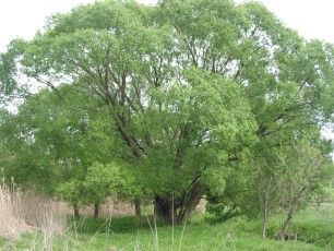 Silberweide, Salix sp.