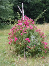 Bauernrose, Rosa sp.