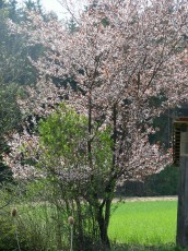 Blutpflaume, Prunus cerasifera