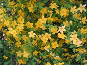 Kerrie, Ranunkelstrauch