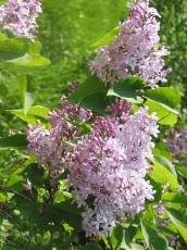 Flieder, Syringa vulgaris