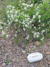 Steinweichsel, Prunus fruticosa