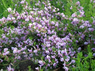 Roter Geißklee, Cytisus purpureus