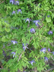 Alpenwaldrebe, Clematis alpina