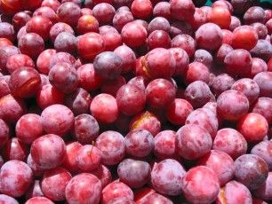 Kirschpflaumen, Prunus cerasifera