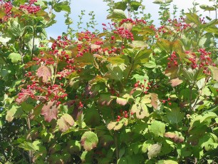 Gemeiner Schneeball, Viburnum opulus