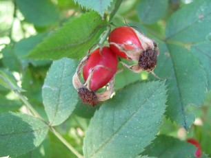Hundsrose, Rosa canina