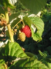 Gartenhimbeere, Rubus idaeus