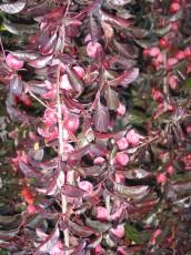 Blutpflaume, Prunus cerasifera
