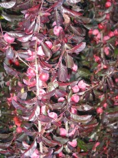 Blutpflaume, Prunus cerasifera