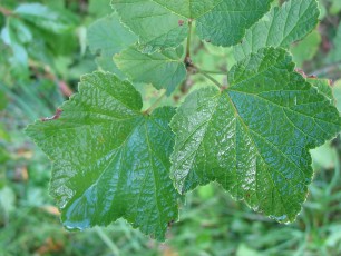 Schwarze Johannisbeere, Ribisel, Ribes nigrum
