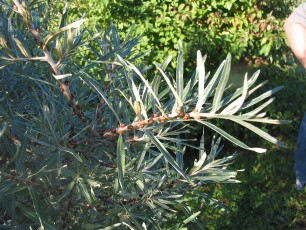 Sanddorn, Hippophae rhamnoides
