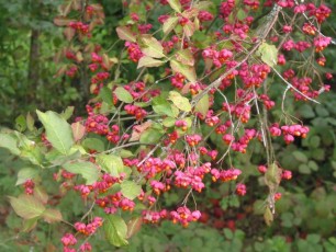 Pfaffenkäppchen, Euonymus europaeus
