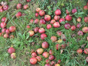 Apfelbaum, Malus domestica