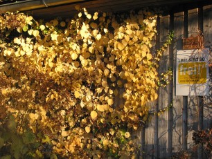 Kletterhortensie, Hydrangea anomala