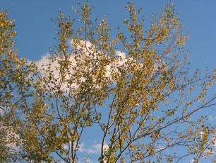 Zitterpappel, Espe, Populus tremula