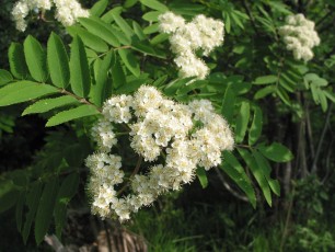 Eberesche, Vogelbeere, Sorbus aucuparia