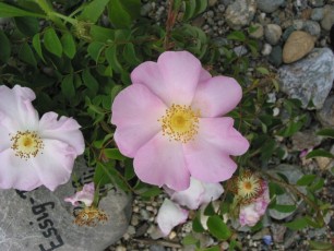 Essigrose, Rosa glauca