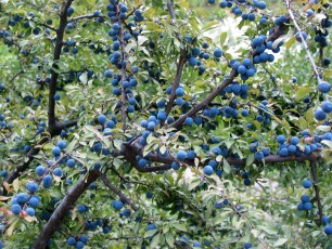 Schlehdorn, Prunus vulgaris