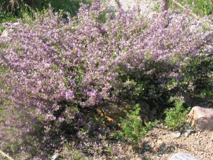 Roter Geißklee, Cytisus purpureus