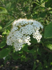 Wolliger Schneeball, Viburnum lantana