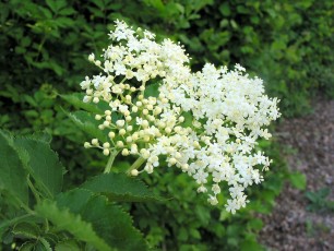 Schwarzer Holunder, Sambucus nigra