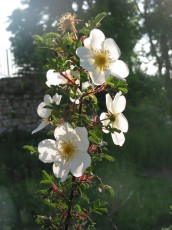 Bibernell-Rose, Rosa pimpinellifolia