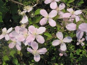 Clematis, Clematis montana