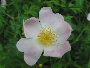 Hundsrose, Rosa canina