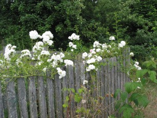 Bauernrose, Roas sp.