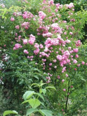 Bauernrose, kletternd, Rosa sp.