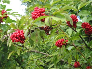 Roter Holunder, Sambucus racemosa