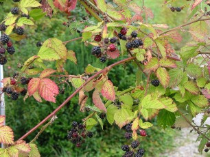 Gartenbrombeere, Rubus fruticosus
