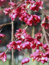 Pfaffenkäppchen, Euonymus europaeus