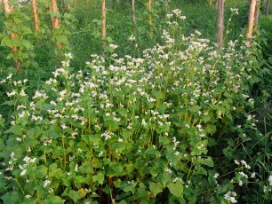 Tatarischer Buchweizen, Fagopyrum tataricum