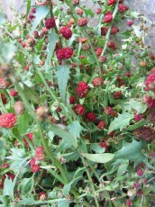 Erdbeerspinat, Chenopodium foliosum
