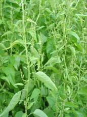 Grüne Gartenmelde, Atriplex hortensis