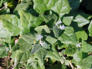 Neuseeländer Spinat, Tatragonia tetragonoides