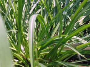 Haferwurz, Tragopogon porrifolium