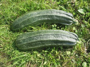 Zucchini mit Rippen, Cucurbita pepo