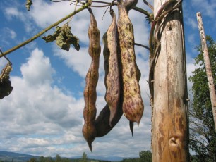 Stangenfisole Pragerhof, Phaseolus vulgaris