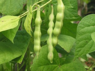 Stangenbohne Andrea, Phaseolus vulgaris